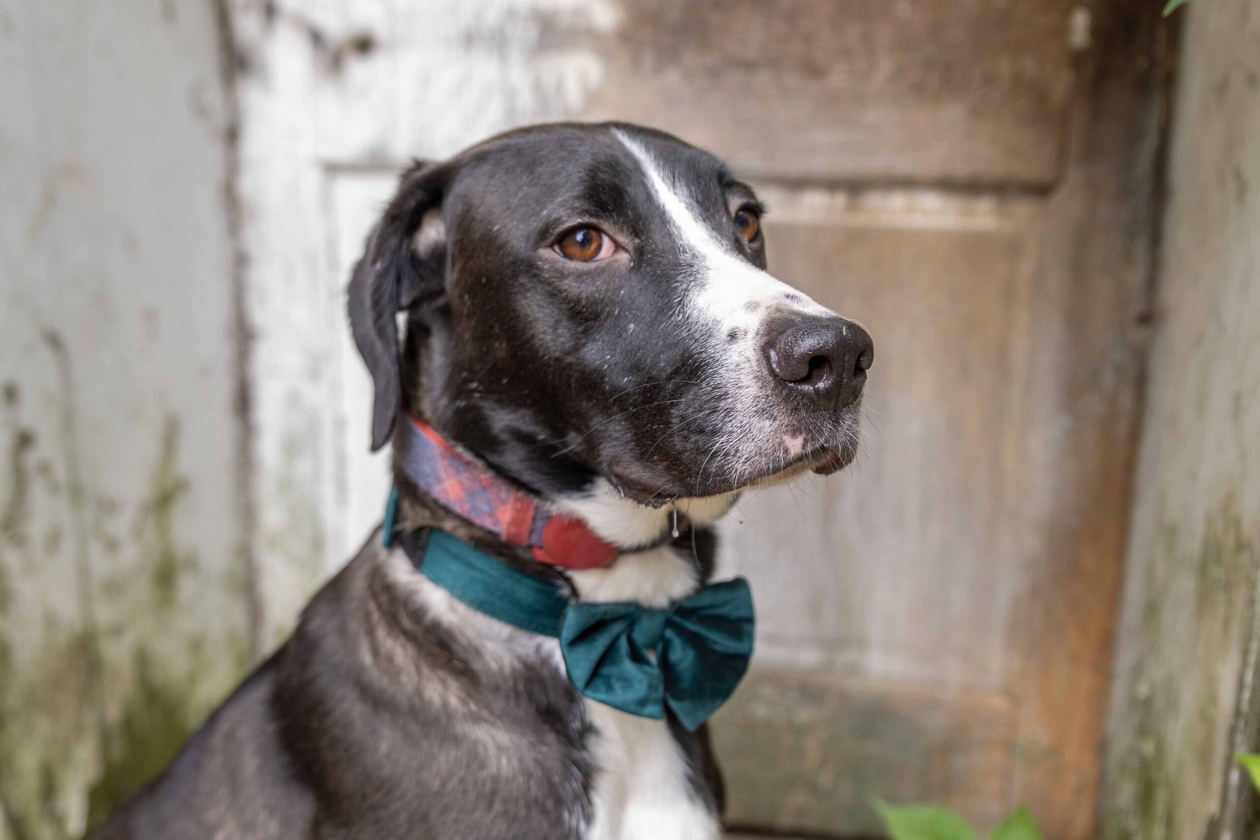 Rescue of the Week: Henderson, a 2-year-old hound mix