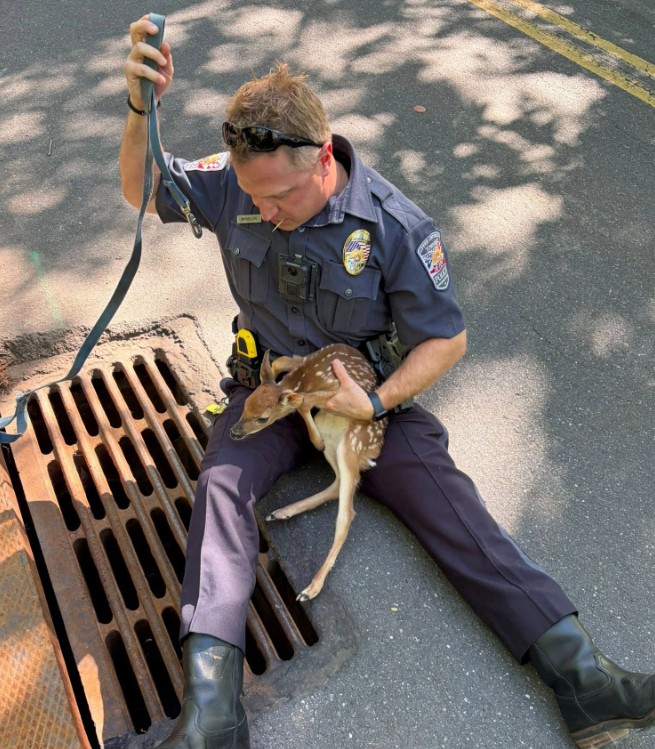 ‘Leonar-DOE’: Upper Gwynedd police rescue fawn trapped in sewer drain