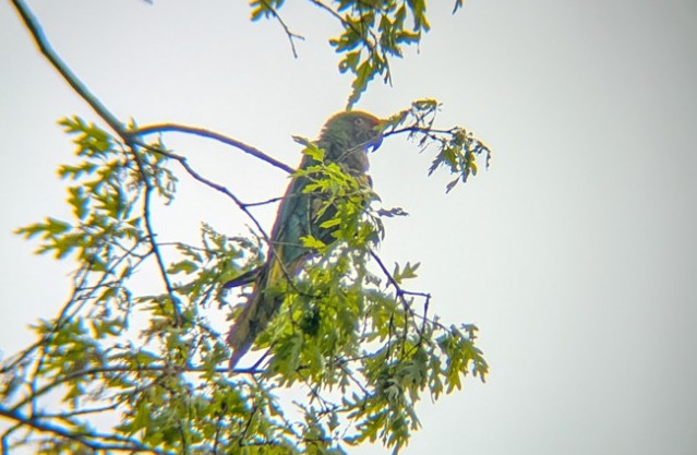Police searching for owner of loose parrot spotted in Hatfield Township